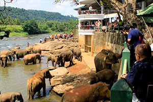Pinnawala